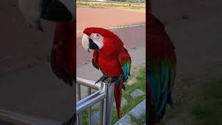 홍금강 아롱이 말 잘하지요