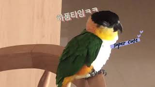 앵무새루이 만큼 귀여운앵무새 5 하품하는앵무새 카이큐앵무