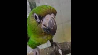 청모자 아마존 앵무와 동거하는 쟈딘앵무. 아마존 앵무와…