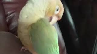 [Conure] Lazy Busy Afternoon 오후의 털고르기 코뉴어 뽀식