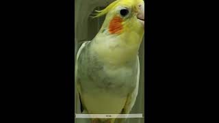 오늘따라 조금 이상한 앵무새 (58번이서현)