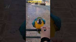 청금강앵무새 루카 만세