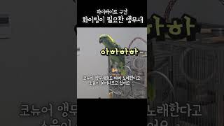 앵무새 노래  한번 들어봐바 웃음이 절로 나온데! #아…