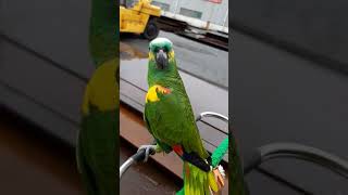 노래하는 앵무새, 금동이 / Kumdong the Amazon Parrot , Sing a song