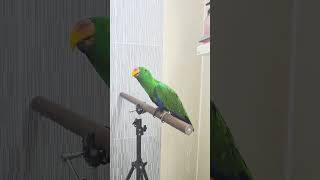 뉴기니아 크롱이 목욕하고 저녁생식먹기 #뉴기니아 #parrot #뉴기니아앵무 #뉴기니아 #뉴기니아앵무새 #birds