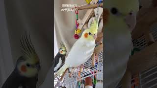 #말따라하기 #안녕하세요 #왕관앵무새 #앵두는체리 #cockatiel #영상