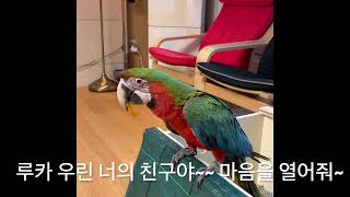 [루카의모험] 처음 집에온 할리퀸마카우 루카 모험의 시작 ~ 루카는 친구가 될까요??