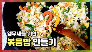 앵무새가 볶음밥을 먹는다구요? 앵무새를 위한 건강식 만…