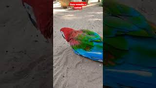 Arara vermelha bem pertinho #s…