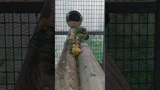 아마존과 세네갈 앵무 아마존C는 현재 발정이 왔어요