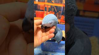 앵무새에게 생긴 이상을 공유하기를 망설이지  마세요. …