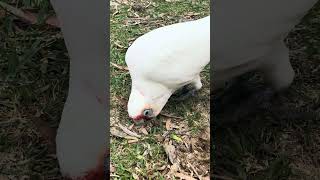 싸우지마 #앵무새 #코카투