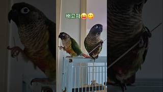 코뉴어앵무새#하랑이#하봉이#parrot$cute