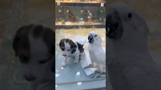 #비글#코카투#날아다니는비글#친구과되는과정#개새#친구#…