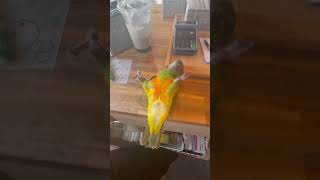 앵무매력.. #shorts #parrot