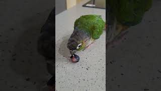 랄라앨범#랄라#앵무새#앵무새랄라#앵무#귀여움#사진