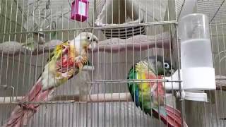 접시에 코 담궈서 목욕하는 덤앤더머 코뉴어 [2019.01.26]