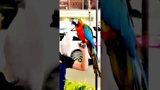 White Parrot Red Green Macaw 하…