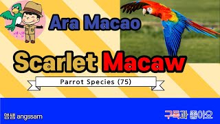 Scarlet Macaw