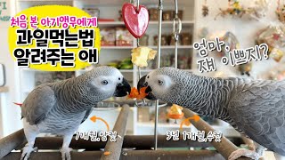 아기 앵무새에게 과일 펠렛 먹는 방법 가르쳐 주는 회색앵무 잠바  앵무새카페 버드리평택점