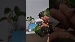 코뉴어앵무새#하랑이#하봉이#parrot