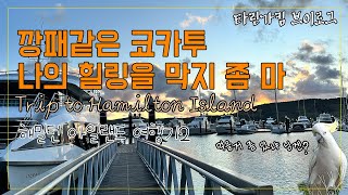 호주 해밀턴 아일랜드 최고의 빌런 코카투 나의 힐링여행을 망치치 말아줘 해밀턴 아일랜드 여행 Day2