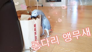 말썽부리고싶은 롱다리 앵무새