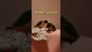 앵무새가 싸우는 과정 #shorts #parrot #c…