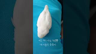 솜솜이#앵무새#모란앵무#애완조#모란앵무새