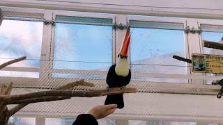 대전오월드 버드랜드 어드벤쳐존, 홍학, 토코투칸, 장다리물떼새, 원앙