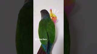 간식 파밍하는 소리#앵무새#parrot #코뉴어#간식먹…
