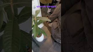 무시무시한 카이큐앵무새