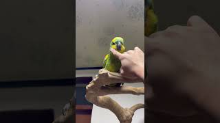 청모자 아마존앵무 핸들링