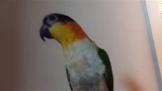 방 찾아오기 : 검은머리 카이큐 리오의 재롱 12 (잉꼬, 앵무, Caique Parrot, ズグロシロハラインコ)