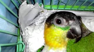 caique 흥팔이 누워서논다