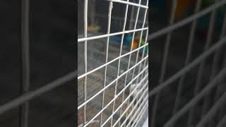 청금강의 소음!^^