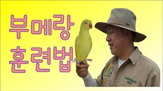 [앵무새 키우키 팁] 앵무새 부메랑 훈련법