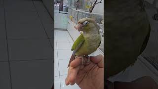 #코뉴어 #퀘이커#왕광앵무#대구앵무새분양 #반고개역 #반고개네거리 #버드모아 #임영웅무지개