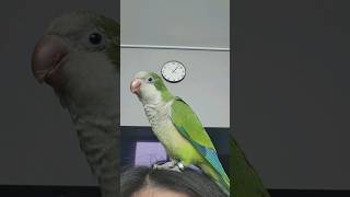 껄렁껄렁 | 대충 반응해 주는 앵무새