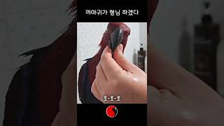 앵무새가 관리받기 싫어한다