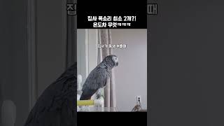 집사 목소리 최소 2개?! 온도차 무엇ㅋㅋㅋ / 회색앵…