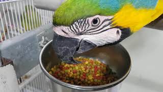 청금강키우기 (식사시간)