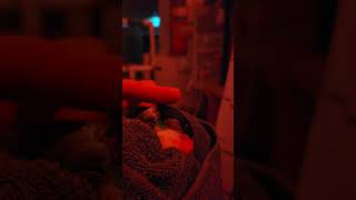 #birds #parrot #conure #pets #…