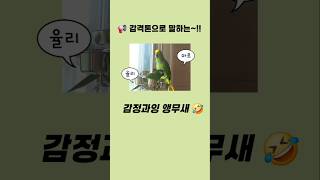 감정과잉 앵무새2탄‼️ #말하는앵무새