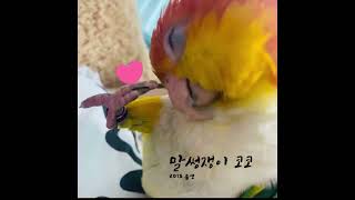 말썽쟁이 카이큐 코코