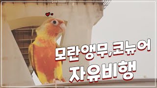 모란앵무, 코뉴어 자유비행