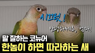 말잘하는 코뉴어 한쌍/한놈이하면 다 따라하는 코뉴어/ …
