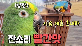 잔소리 꾼에 장사하는 앵무새  오늘은 다 팔아요! 잔소리빨간맛 앵무새 산책이야기