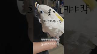 반말하는 거만한 앵무새 하이브리드 코카투 델타 #코카투…