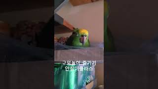 안심이구멍파기 #앵무새 #아마존앵무 #맛집 #영등포맛집…